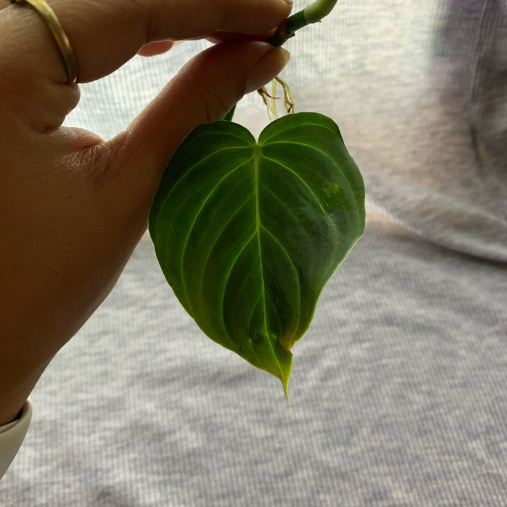 Philodendron splendid cutting